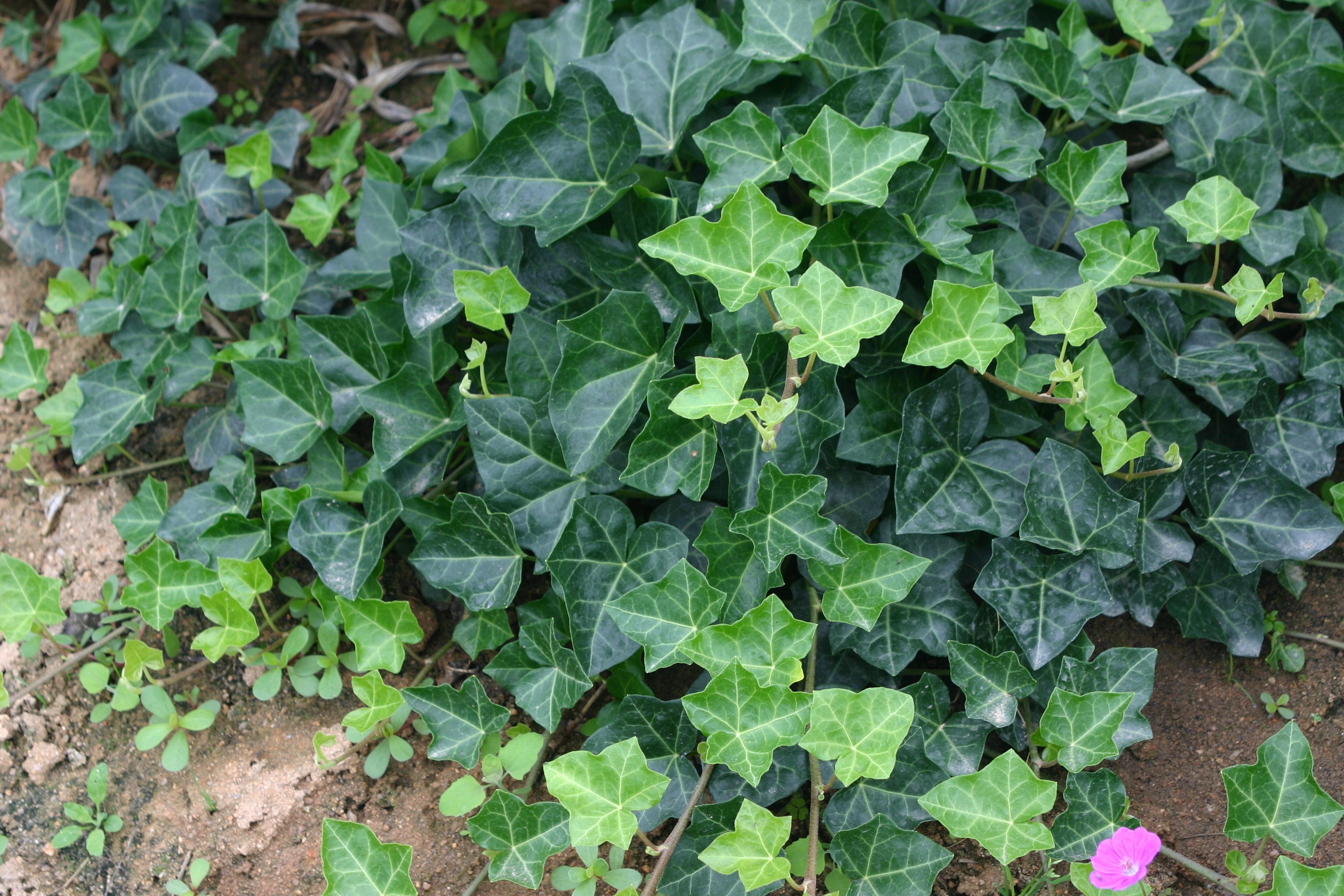 Hedera rhombea